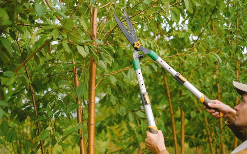 Tree trimming in Plover, IA