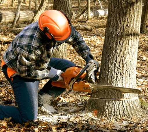 Tree Removal in Plover, IA